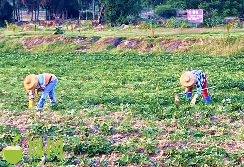 助力乡村振兴 儋州开展全域土地综合整治中医农业绿色发展