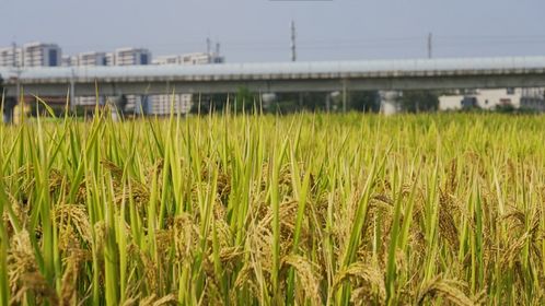 稻田绘 丰 景 ,土地整治后临平稻菽千重浪