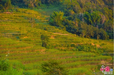 云南宁洱:正是丰收好时节 排排高粱架起“火红”旅游风景线